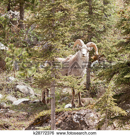 Stock Images of Stone Sheep ram Ovis dalli stonei mountain forest.