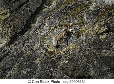 Stock Photos of Stone Sheep Ram on mountain.