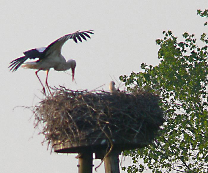 Störche in Dorsten und Olfen/ NRW.