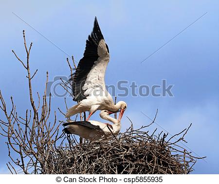 Stock Images of Mating stork couple in nest csp5855935.