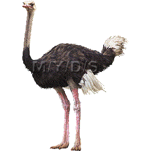 Ostrich clipart graphics (Free clip art.