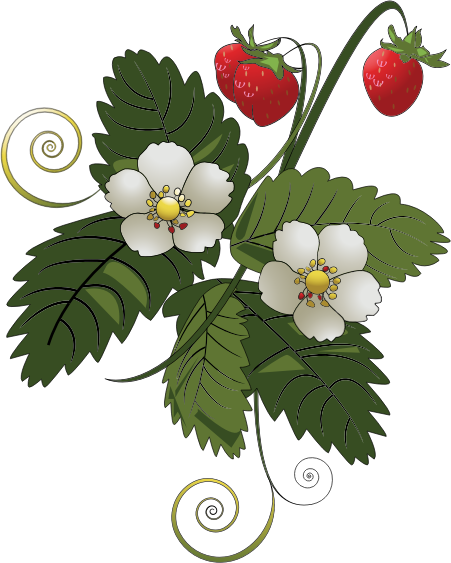 Strawberry Plant Outline Clipart.