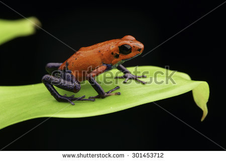 Strawberry Poison Dart Frog Stock Images, Royalty.