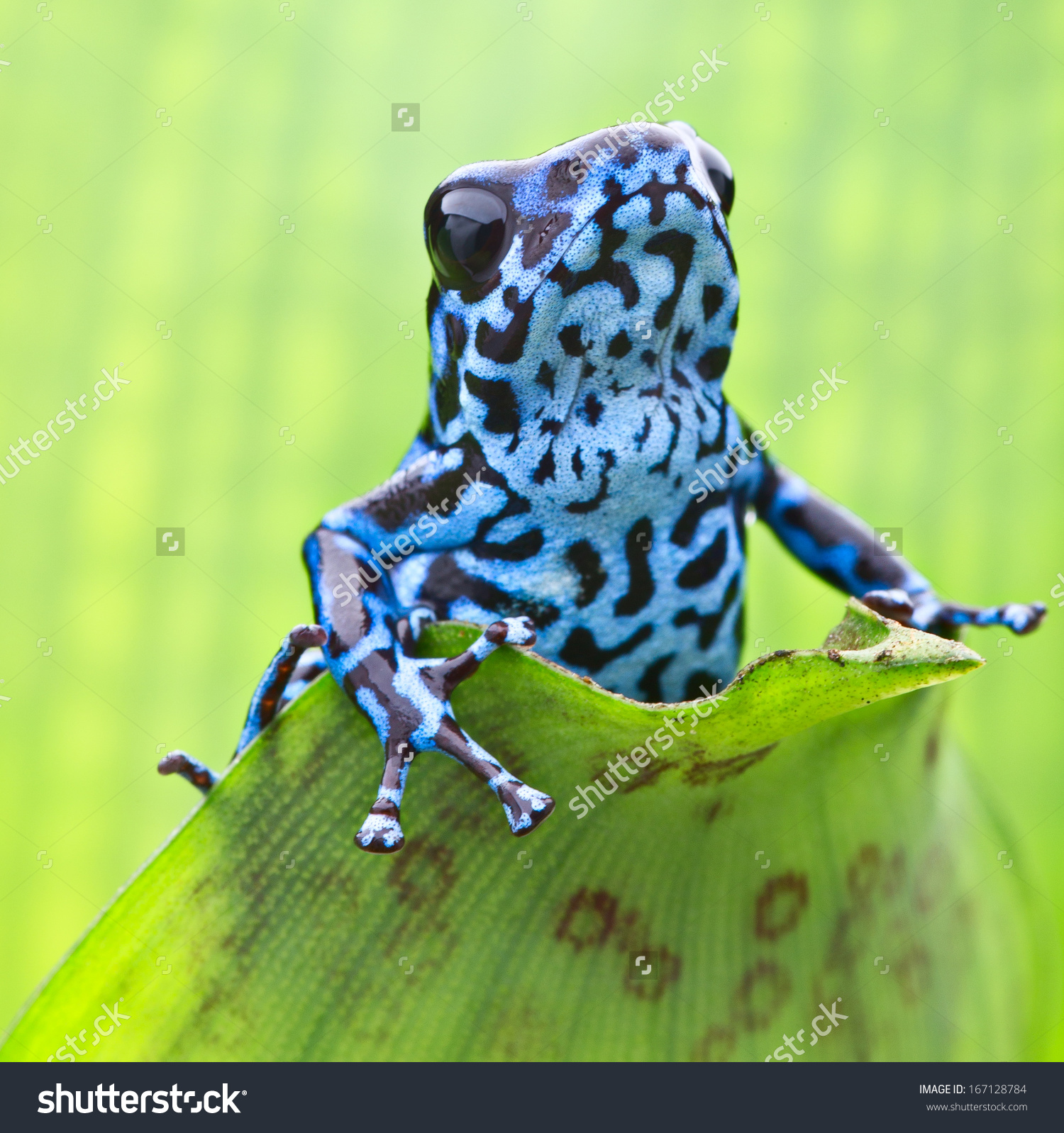 Blue Strawberry Poison Dart Frog Tropical Stock Photo 167128784.