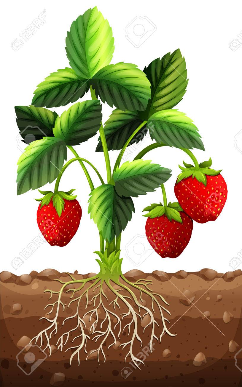strawberry stem clipart 10 free Cliparts | Download images on