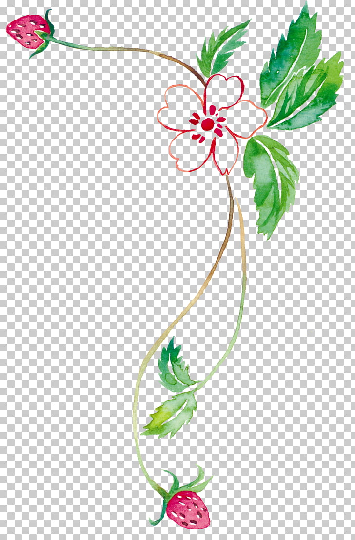 Watercolor painting Tabloid , Strawberry vine PNG clipart.