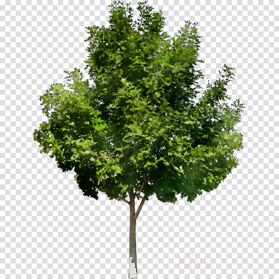 street trees clipart 10 free Cliparts | Download images on Clipground 2024
