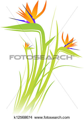 Clipart of Bird of Paradise Flower (Strelitzia) k12568674.