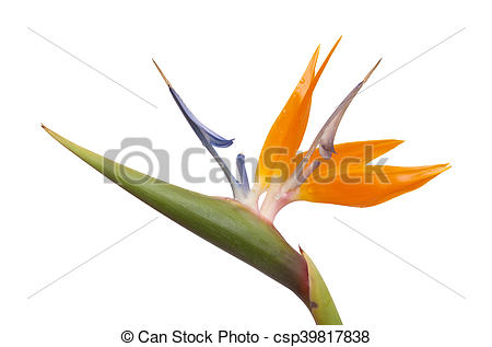 Stock Photos of Strelitzia reginae isolated.