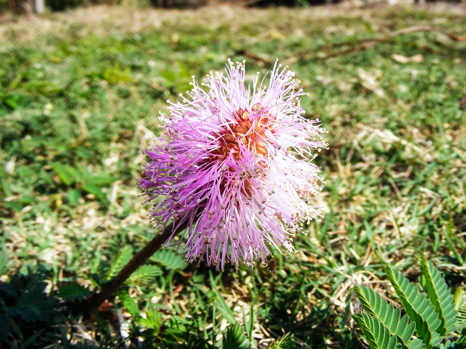 Free photo Strigillosa Mimosa Purple Flower Powderpuff.