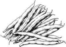 String Beans Clipart Black And White.