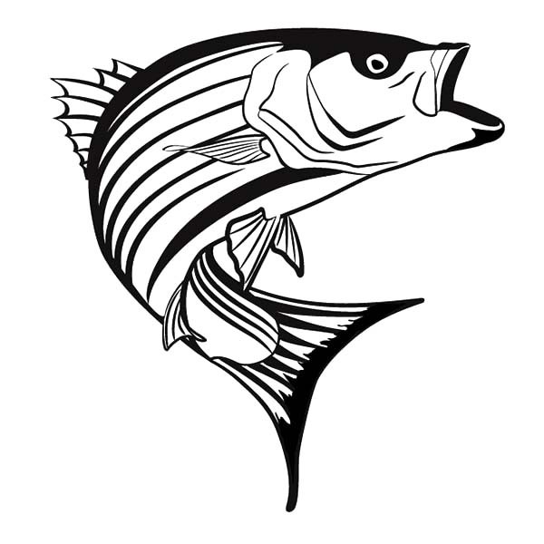 Free Free 66 Striped Bass Svg SVG PNG EPS DXF File