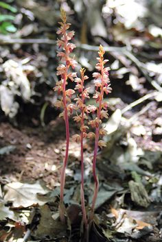 Corallorhiza bentleyi.