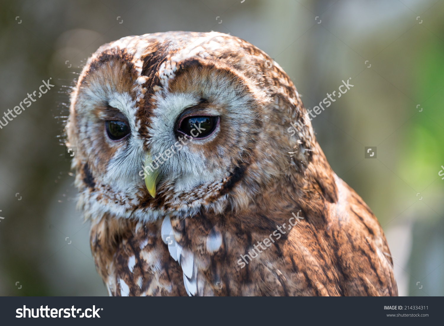 Tawny Owl Strix Aluco Stock Photo 214334311.