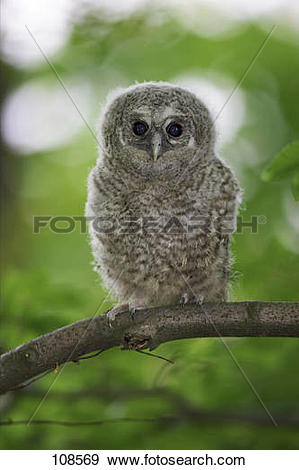 Stock Photograph of tawny owl on branch / Strix aluco 108569.