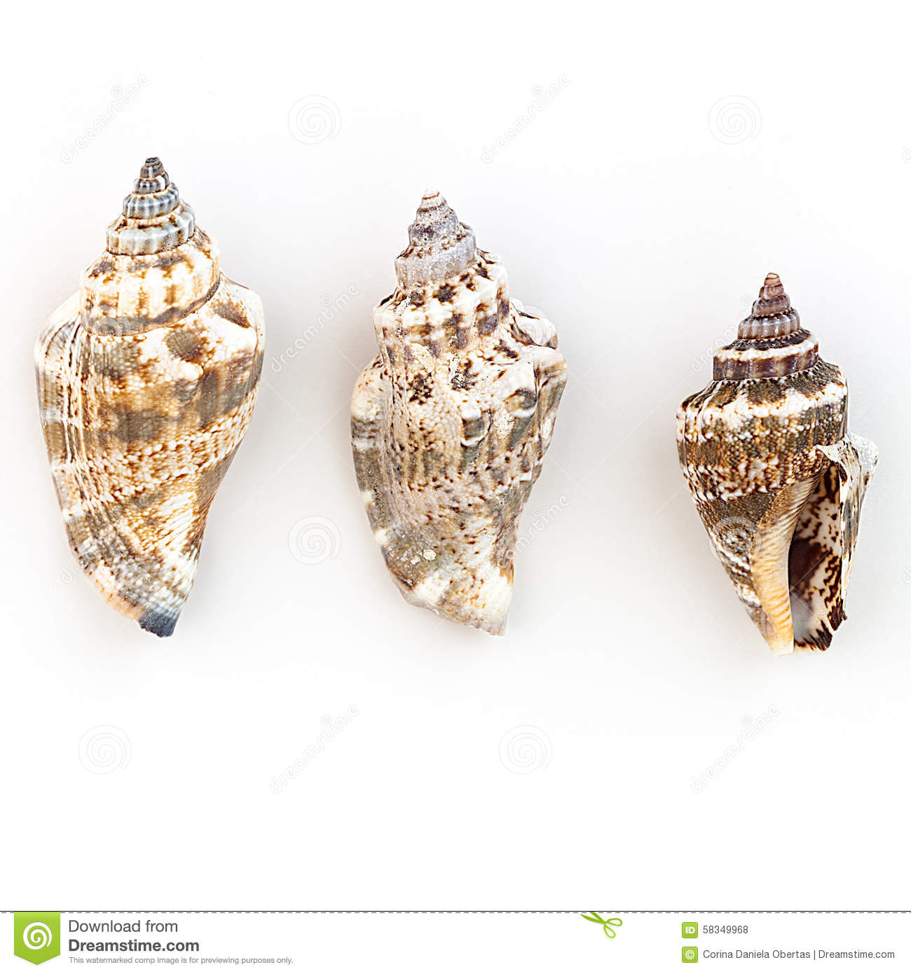 Strombidae Shells Stock Photo.