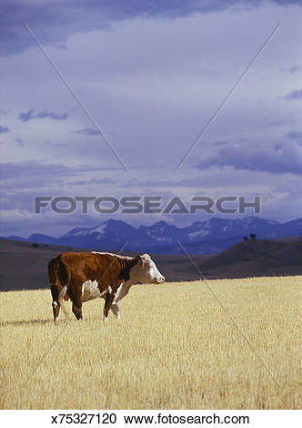 Stock Photography of Hereford beef cow in wheat stubble field.