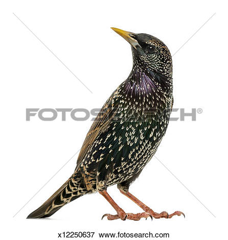 Picture of Common Starling looking up, Sturnus vulgaris x12250637.