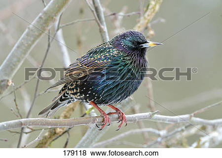 Pictures of European Starling (Sturnus vulgaris), adult in early.