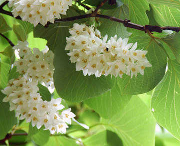 Japanese Snowbell Styrax japonica, native to China & Japan.