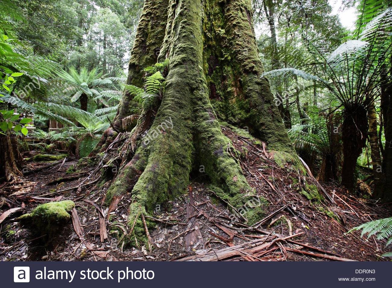 Swamp Gum Tree Stock Photos & Swamp Gum Tree Stock Images.