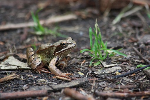 Forest, Frog.