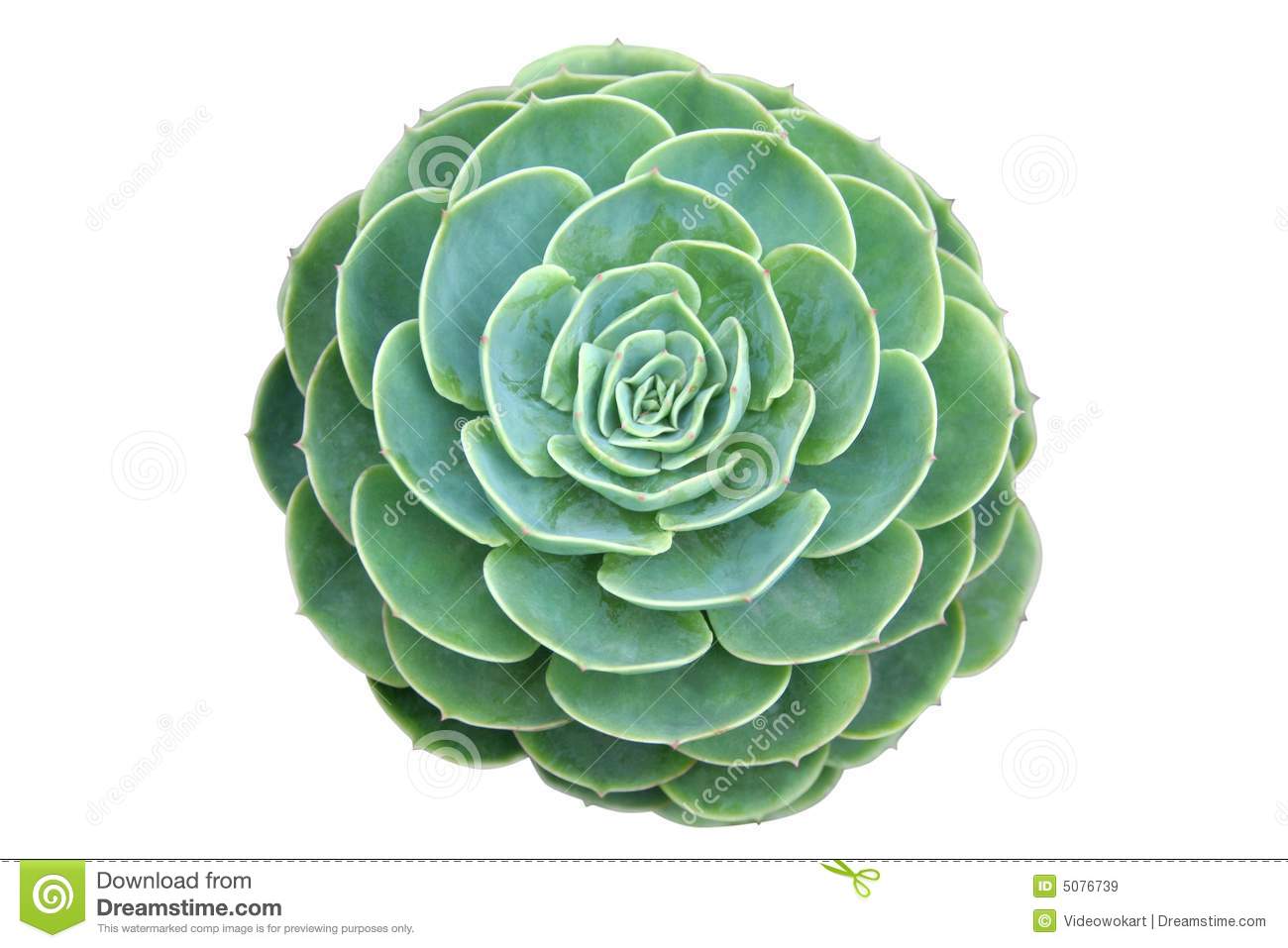 Succulent plant clipart 20 free Cliparts | Download images on