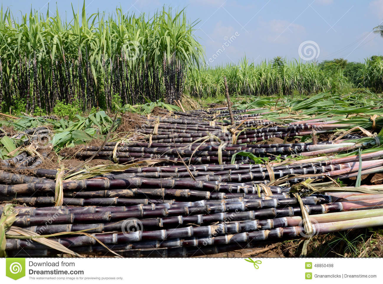 Страны выращивающие сахарный тростник