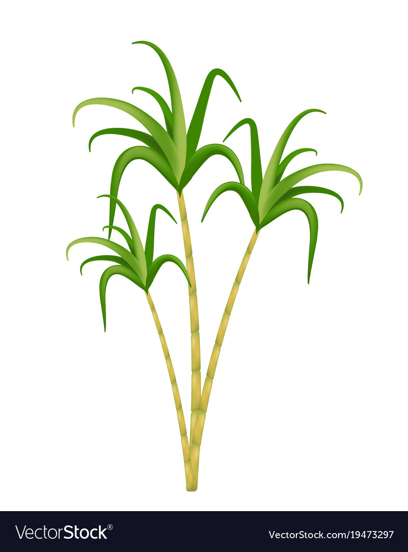 sugar cane vector clipart 10 free Cliparts | Download images on