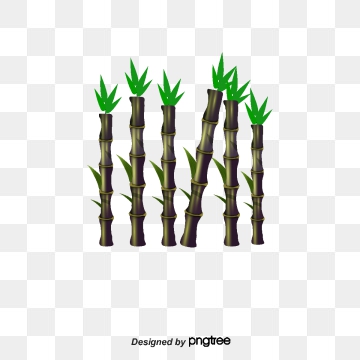 Sugar Cane Png, Vector, PSD, and Clipart With Transparent.