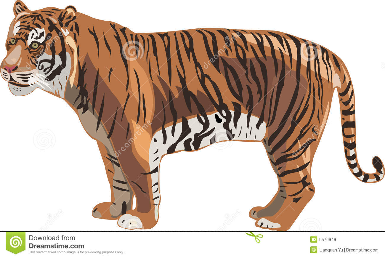 Sumatran Tiger Stock Illustrations.