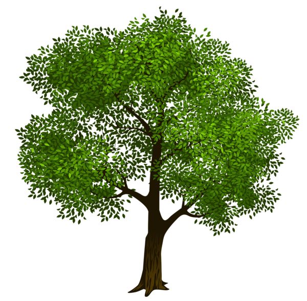 17 Best ideas about Tree Clipart on Pinterest.
