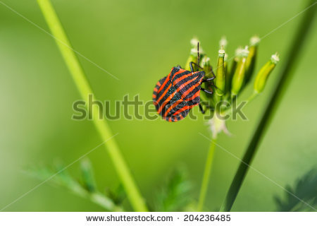 Minstrel Bug Stock Photos, Images, & Pictures.