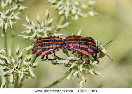 red And Black Striped Stink Bug" Stock Photos, Royalty.