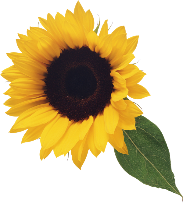 Free Free 292 Sunflower Svg Png SVG PNG EPS DXF File