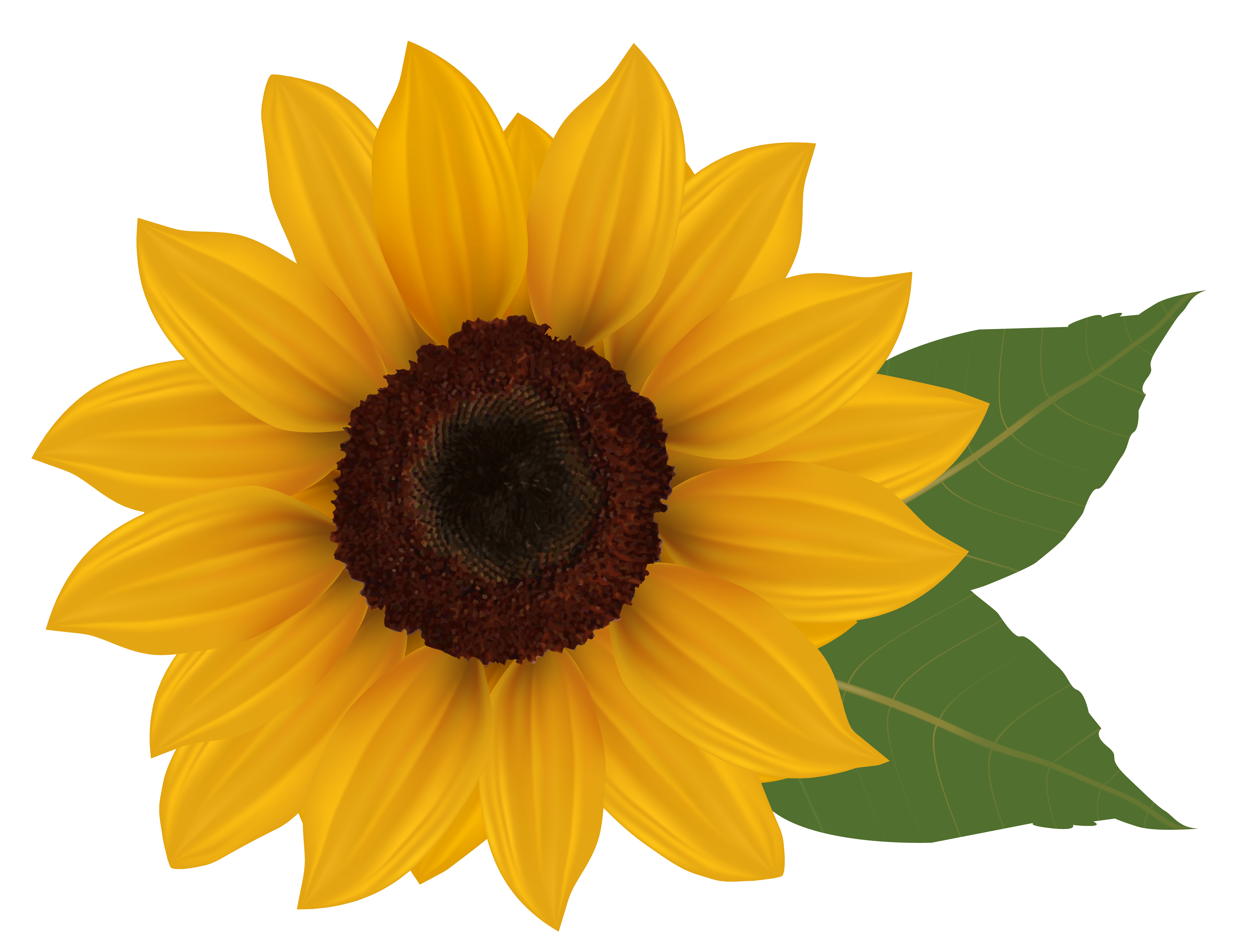 download sun flower drawing