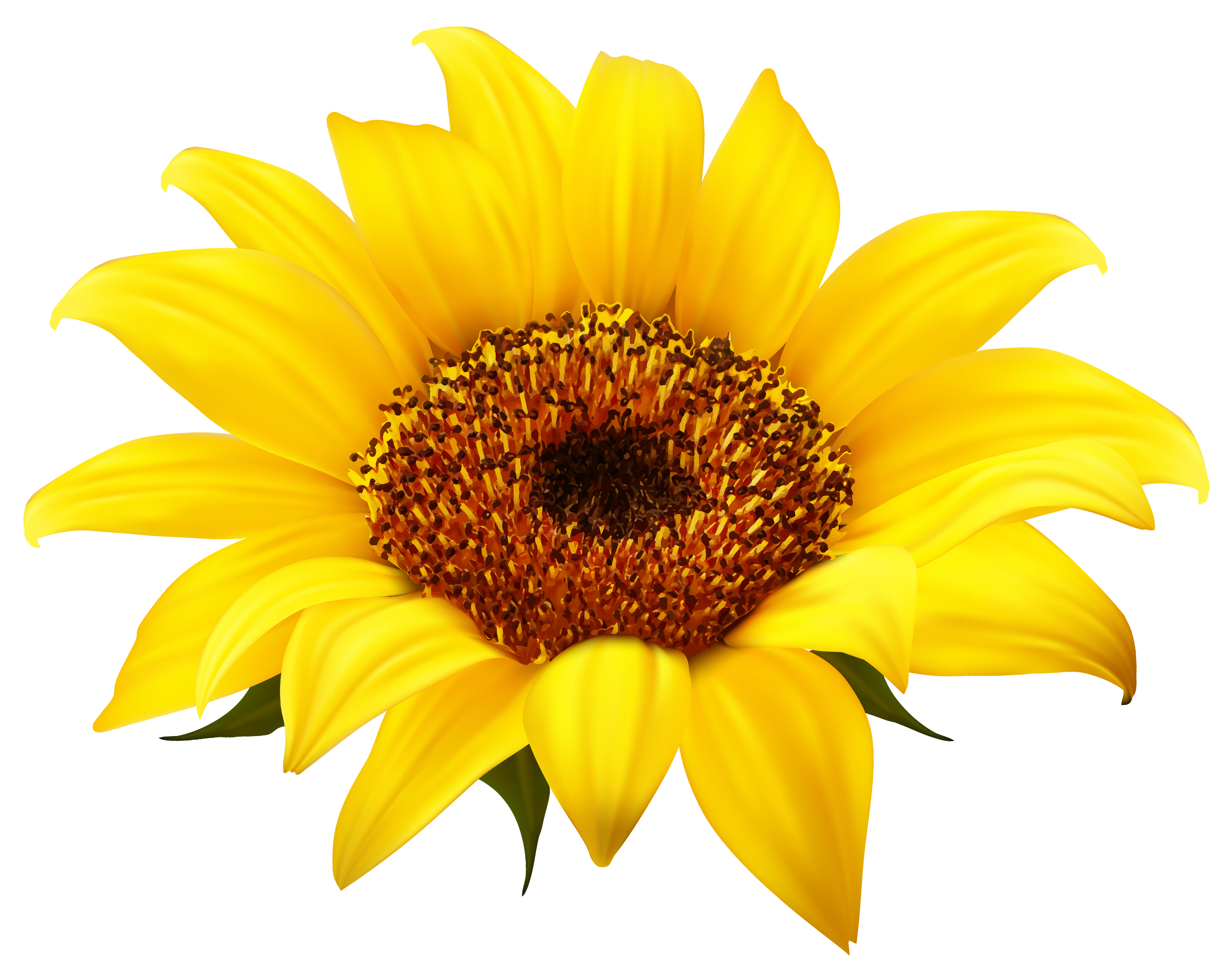 Free Free 205 Flower Clipart Sunflower Svg Black And White SVG PNG EPS DXF File