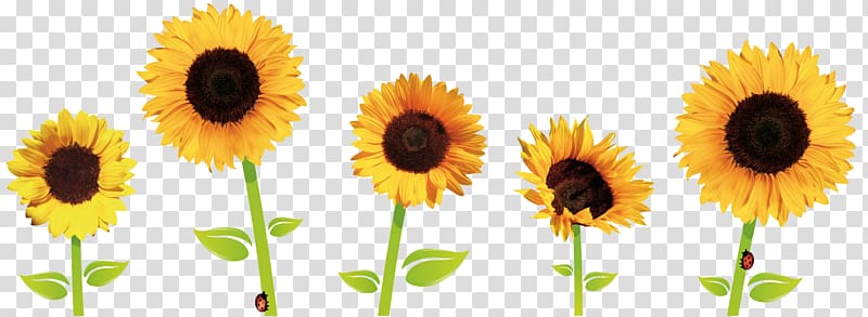 Five yellow sunflowers illustration, Common sunflower.