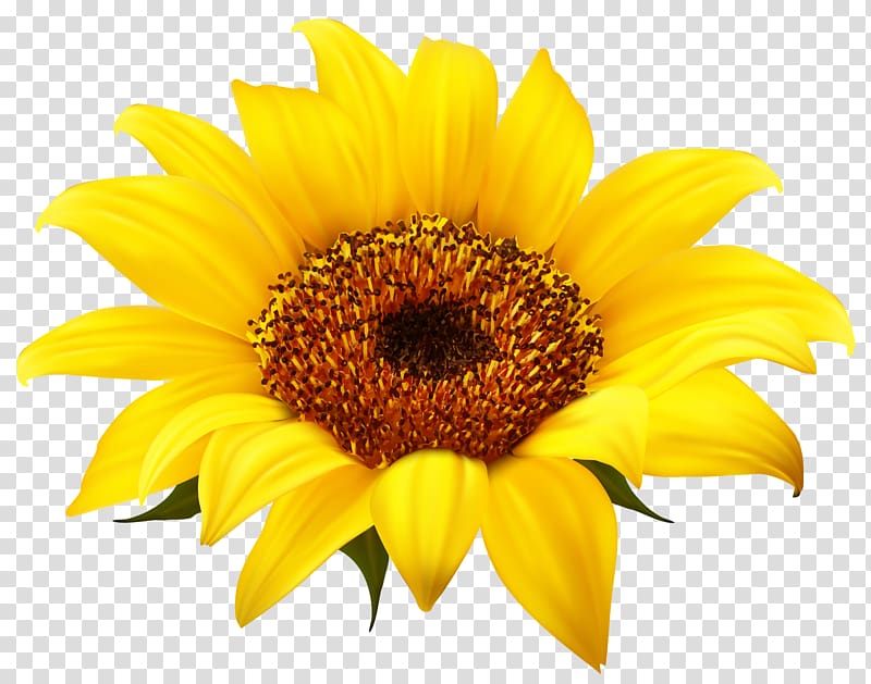 Common sunflower , Sunflower transparent background PNG.