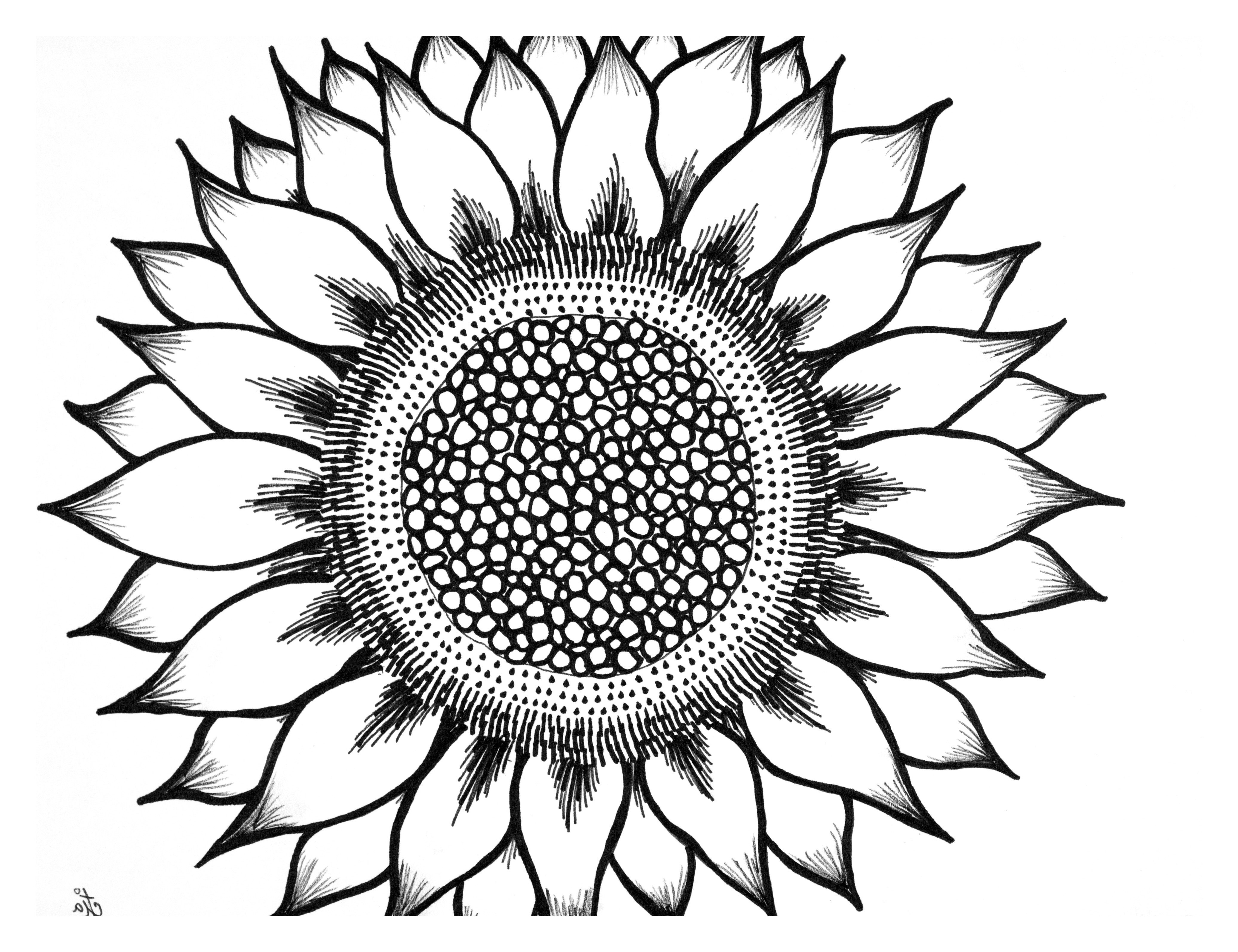 Sunflower black and white black and white sunflower drawing.