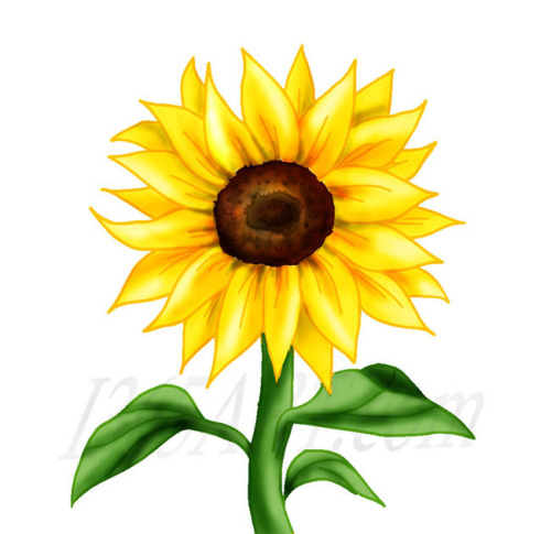 Sunflower clipart images.