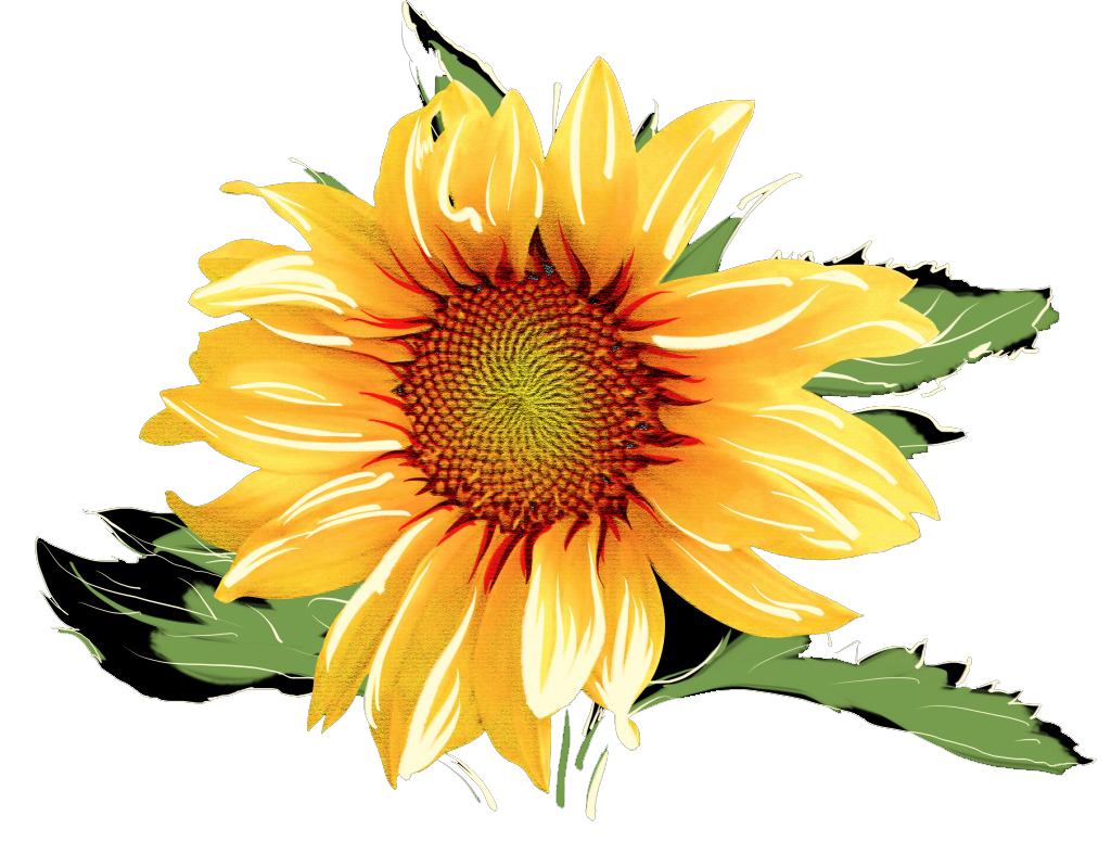 Sunflower Sunflowers Clipart Free On Cognigen Cellular Png.