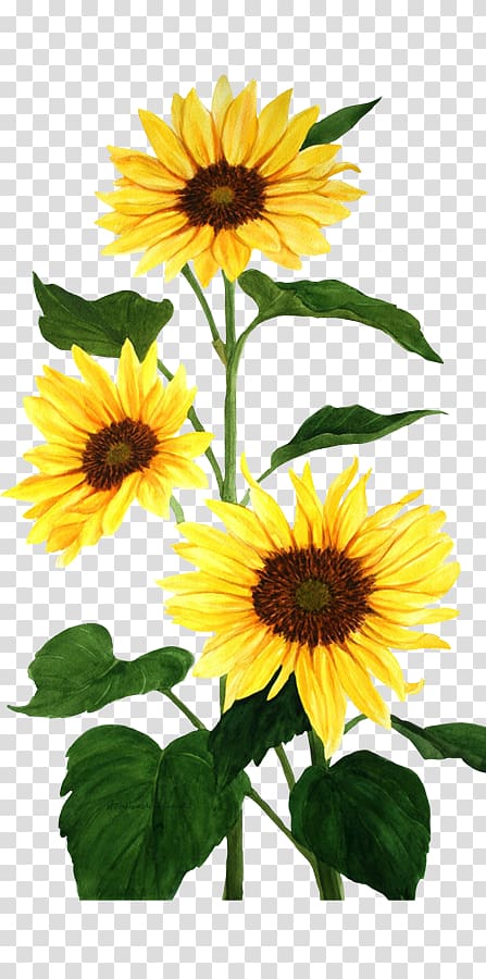 sunflower clipart square 100 kb 10 free Cliparts | Download images on ...