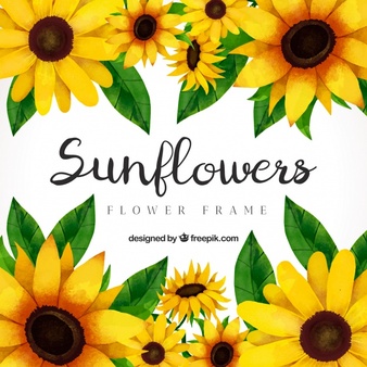 Sunflower Vectors, Photos and PSD files.