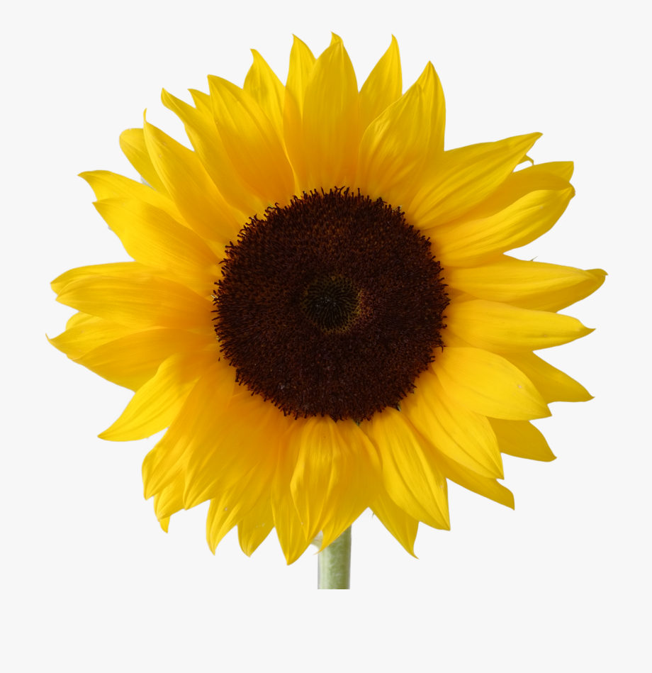 Download sunflower clipart vector free download 10 free Cliparts ...