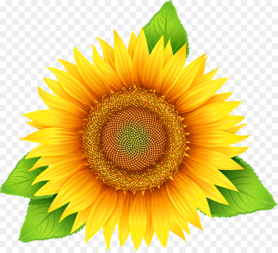 sunflower clipart vector free download 10 free Cliparts ...