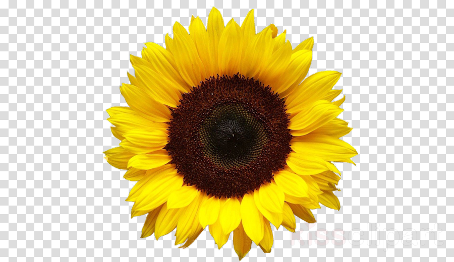 Free Free 230 Transparent Background Sunflower Clipart Free SVG PNG EPS DXF File