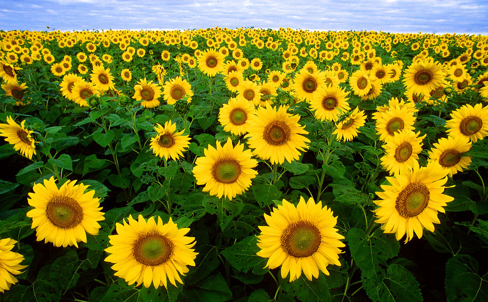 Sunflower Field Clip Art.