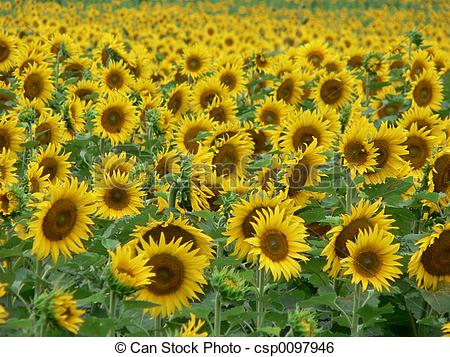 Sunflower Stock Photos and Images. 74,851 Sunflower pictures and.