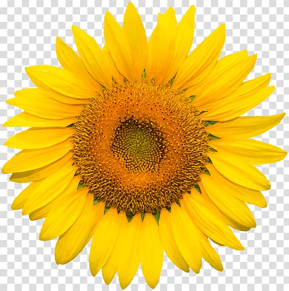 Common sunflower Desktop , sunflower leaf transparent.